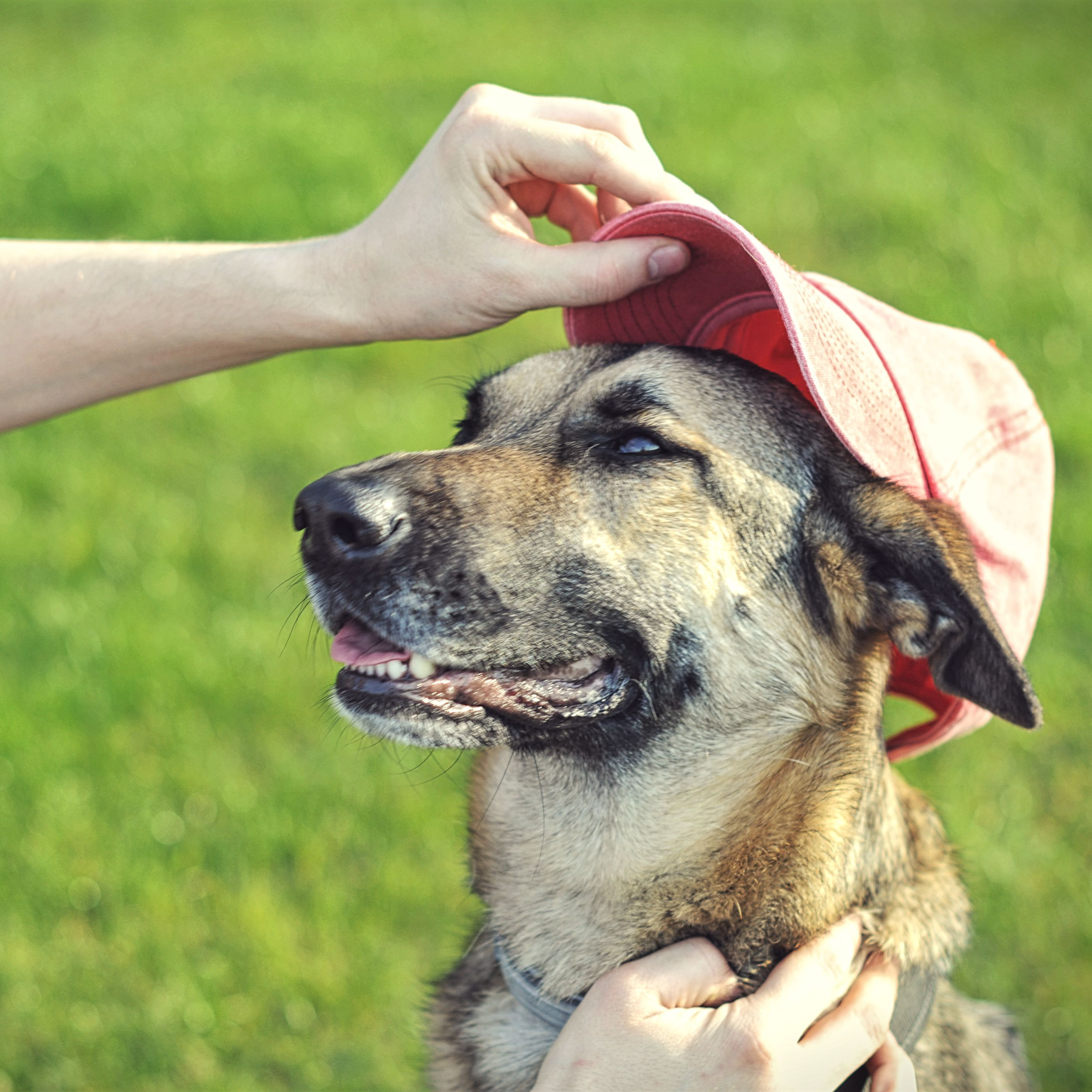 How To Make Your Dog Famous: Tips To Stardom – Dogster