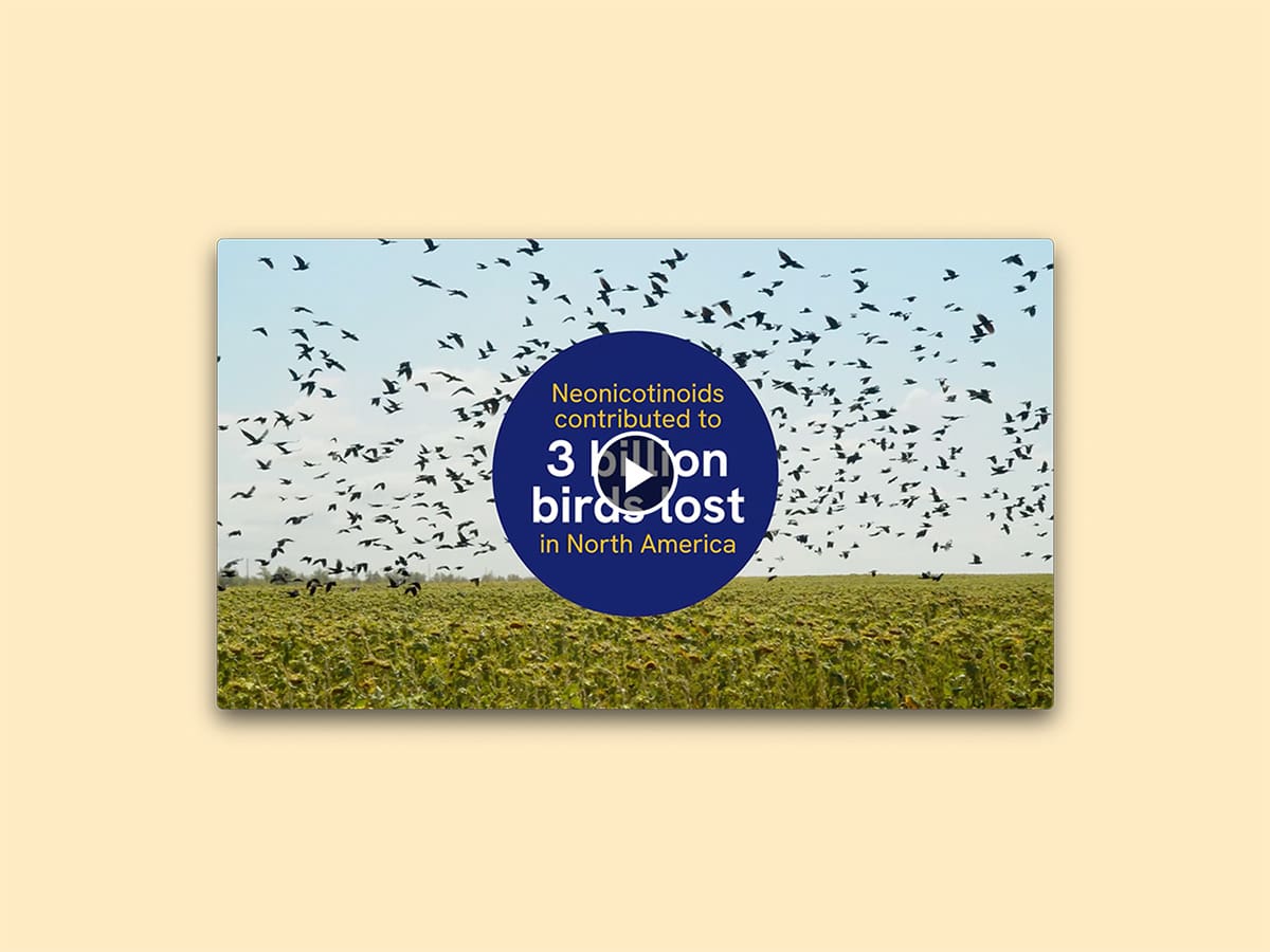 Preview of ABC video, with screen displaying message "Neonicotinoids contributed to 3 billion birds lost in North America."
