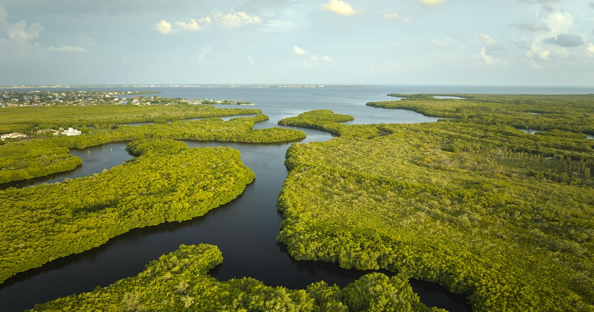 Everglades swamp with green vegetation between water inlets as a representation of the CRCL nonprofit.