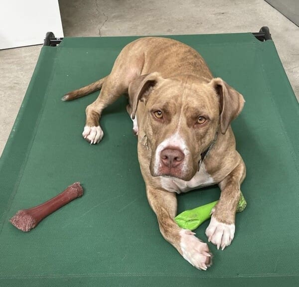 Teddy, a large brown dog with white paws, lounges with gravitas on a green dog bed. He holds a bright green toy and is listening closely.
