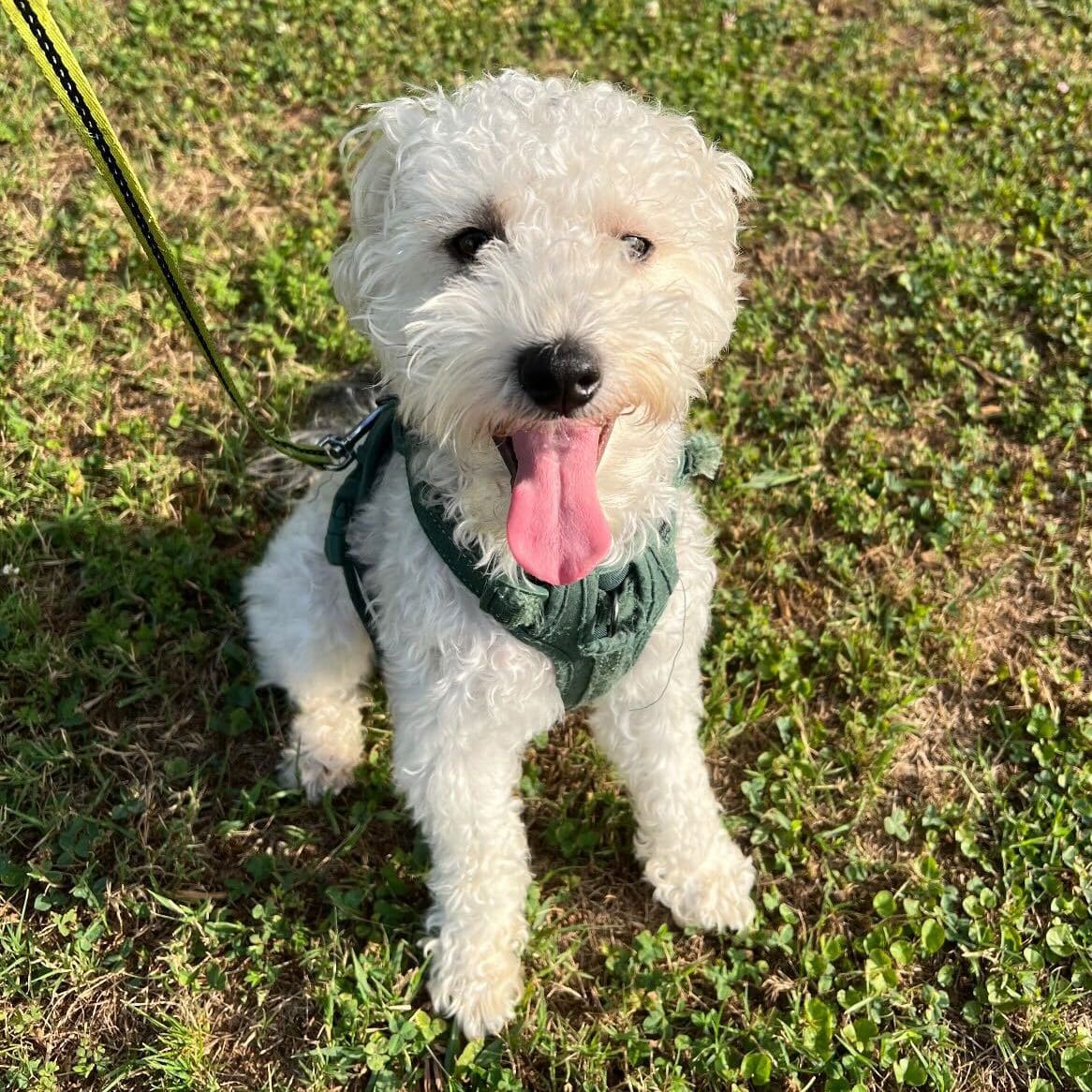Maverick is a small, fluffy white dog. He is smiling brightly at the camera, sitting up attentively in the grass on a sunny day.