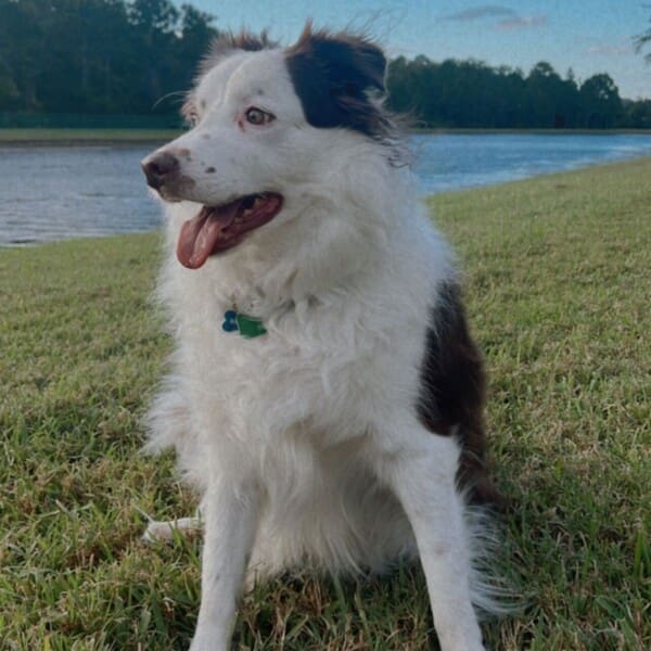 Rocket, Bri's dog