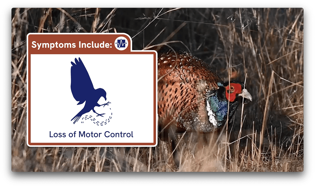 Still from ABC video: Symptoms Include: Loss of Motor Control