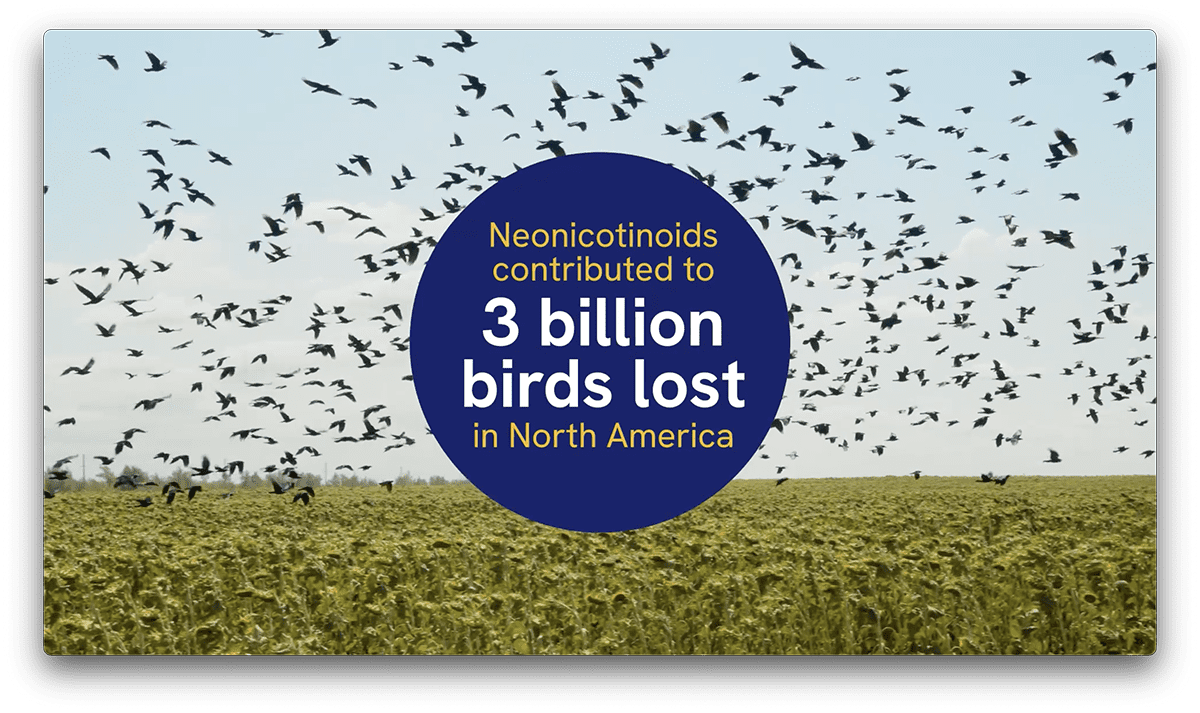 Still from ABC video: Neonicotinoids contributed to 3 billion birds lost in North America