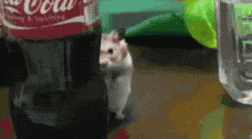 A gif of a hamster lurking behind a Coke bottle.