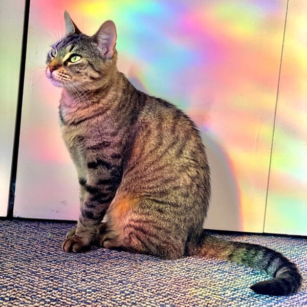 London, a gray-brown tabby cat