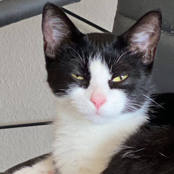 Verona, a tuxedo cat