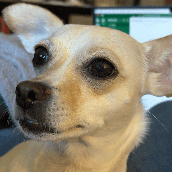 Nova, a white chihuahua mix dog.