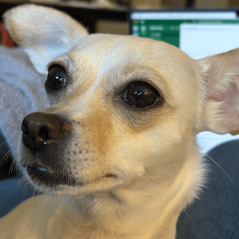 Nova, a white chihuahua mix dog.