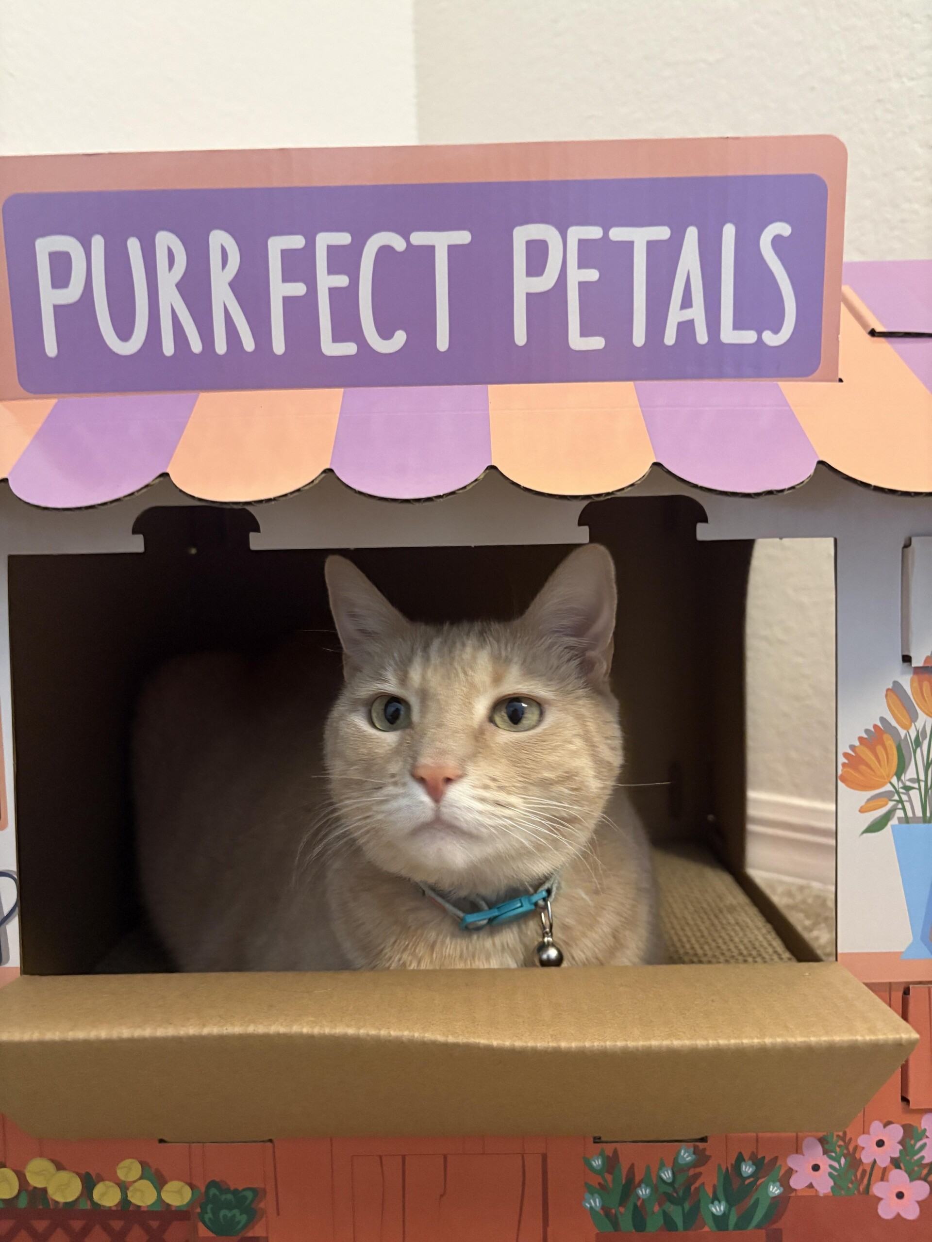 An orange cat looks out from the window of a cardboard scratcher shaped like a flower shop, with a lavender-and-coral cardboard awning and a sign on top that reads "Purrfect Petals".