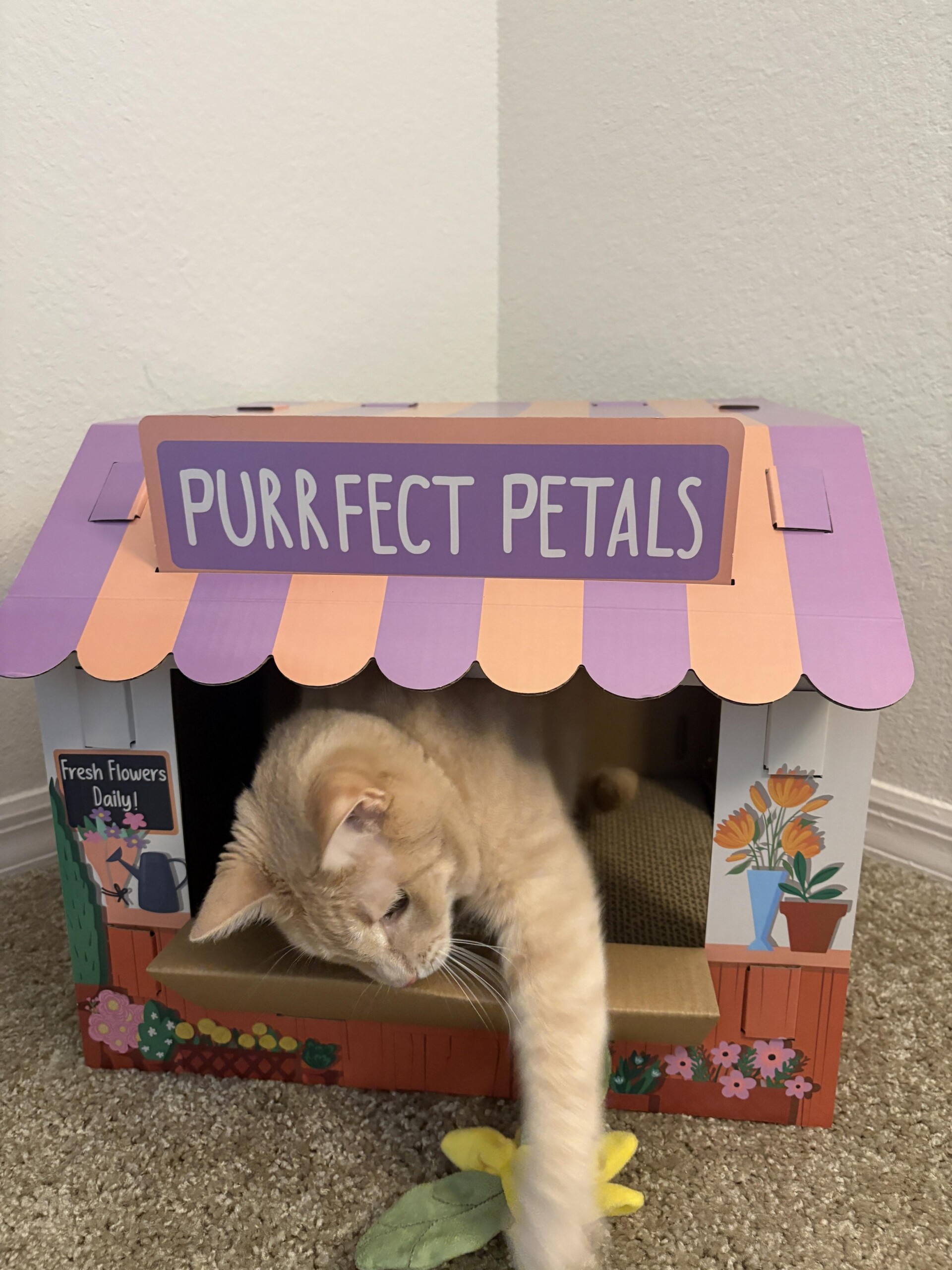 An orange cat leans out the window of a cardboard scratcher shaped like a flower shop, with a lavender-and-coral cardboard awning and a sign on top that reads "Purrfect Petals".