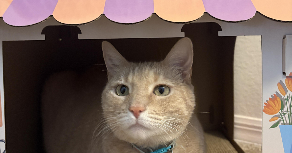 An orange cat looks out from the window of a cardboard scratcher shaped like a flower shop.