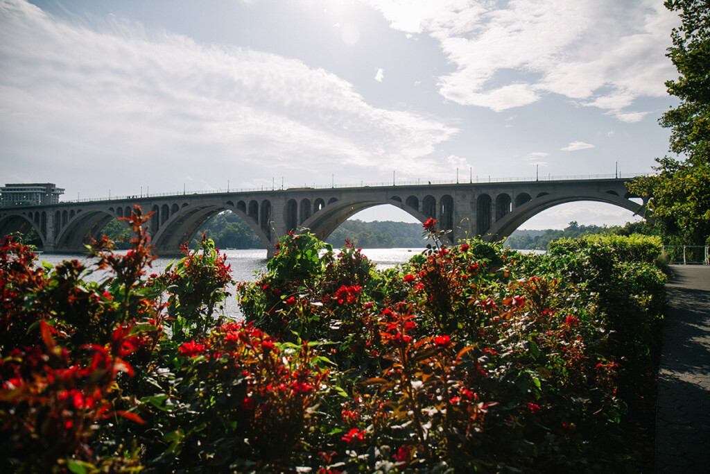View of the Francis Scott Key Bridge from behind flowers by the bank of the Potomac