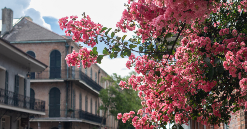 Pink crepe myrtle blossoms bloom along a historic French Quarter street during summer in New Orleans.